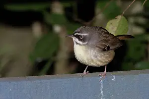 Frontalis: White-browed Scrubwren