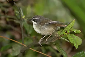 Frontalis: White-browed Scrubwren