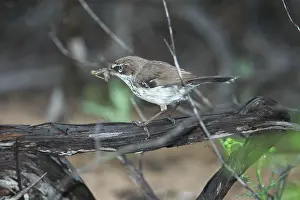 Frontalis: White-browed Scrubwren with food in mouth