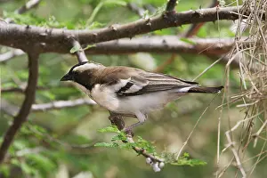 Mahali: White-browed Sparrow-Weaver