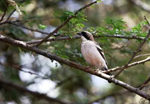 Mahali: White-browed Sparrow-Weaver