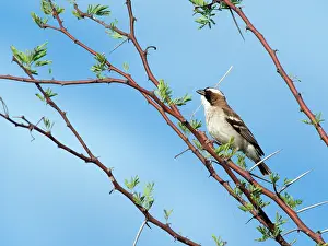 Browed: White-browed Sparrow-Weaver