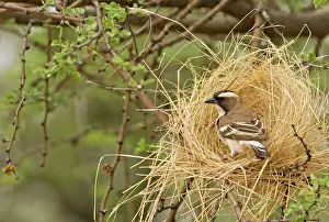 Decoy: White Browed Sparrow Weaver - Constructing a decoy nest