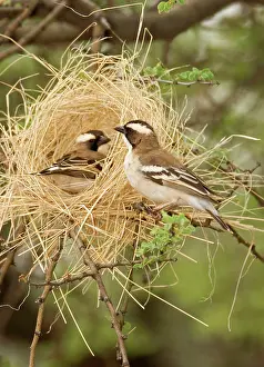 Decoy: White Browed Sparrow Weaver - Constructing a decoy nest