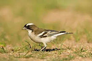 Mahali: White Browed Sparrow Weaver - Foraging after rain