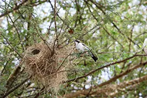Mahali: White-browed Sparrow-Weaver - at nest