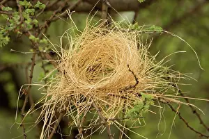 Decoy: White Browed Sparrow Weaver Nest - Half completed