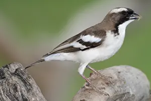 Browed: White-browed Sparrow-weaver (Plocepasser mahali)