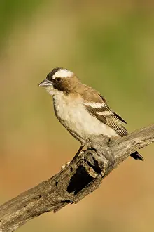 Mahali: White Browed Sparrow Weaver - Portrait