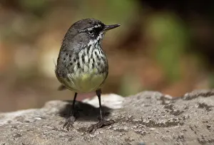 Frontalis: White-browed / Spotted Scrubwren