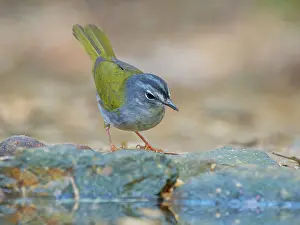 Bill Coster: White Browed Warbler Myiothlypis leucoblephara Atlantic