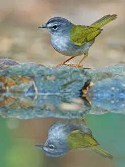 Bill Coster: White Browed Warbler Myiothlypis leucoblephara Atlantic