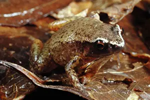 Pluvialis: White browed Whistling Frog