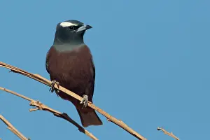 Browed: White-browed Woodswallow