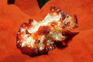 Discus: White brown discus snail ( Discodoris boholensis)