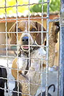 Corniot: White and brown mongrel dog at the SPCA in France