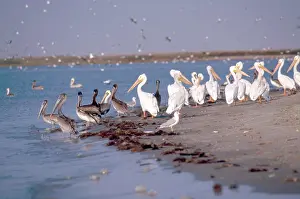 Erythrorhynchos: White and Brown Pelicans