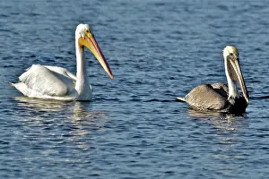 Floridian: White and Brown Pelicans