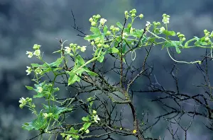Bryonia: White Bryony