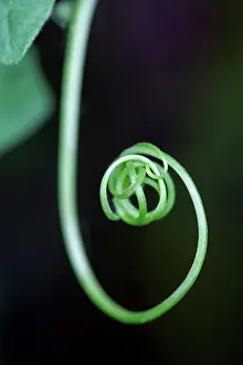 Dioica: White bryony, Bryonia dioica, Close side view of