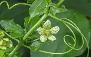 Coiled: White bryony, Bryonia dioica, in flower, with tendrils
