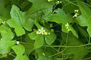 Dioica: White Bryony in flower