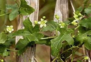 Dioica: White Bryony - in flower