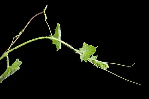 Dioica: White Bryony - leaves opening in spring