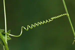 Dioica: White Bryony - Spiral