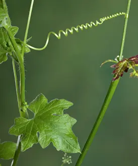 Dioica: White Bryony - Spiral