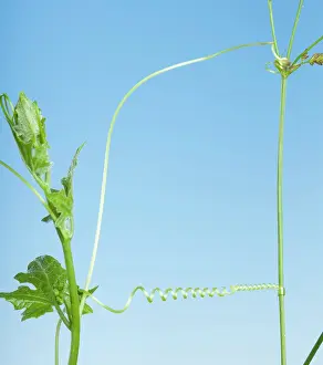 Dioica: White Bryony - Spiral
