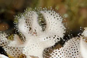 Bryozoan: White Bryozoan - aka Neptune's Lace