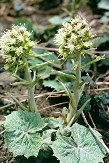 Petasites: White BUTTERBUR