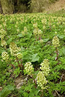 Petasites: White Butterbur