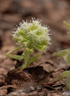 Montane: White butterbur, Petasites albus, in flower in montane
