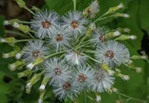 Albus: White butterbur, Petasites albus in fruit. Verco