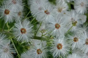 Albus: White butterbur, Petasites albus in fruit. Verco