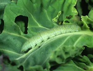 Pesticide: White Butterfly Caterpillar Poisoned