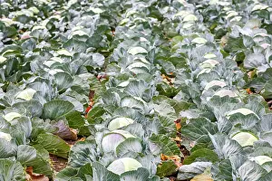 Palatinate: White cabbage (Brassica oleracea var. capitata f