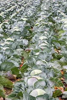 Palatinate: White cabbage (Brassica oleracea var. capitata f