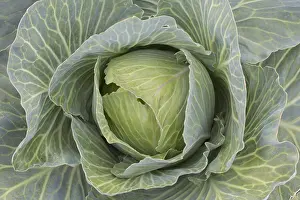 Economy: White Cabbage - Cabbage head on a field - Germany