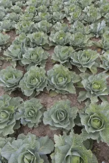 Economy: White Cabbage - Cabbage heads on a field - Germany