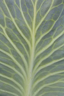 Economy: White Cabbage - Close-up of leaf with well-visible