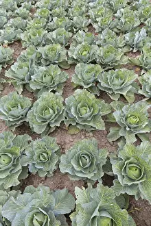 Cabbage: White cabbage, Dutch cabbages (Brassica oleracea