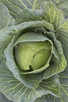 Cabbage: White cabbage, Dutch cabbages (Brassica oleracea