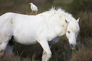 Camarguais: White Camargue horse with cattle egret on its back Camargue