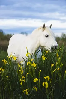 Spermatophytes: White Camargue horse feeding on yellow iris Camargue France