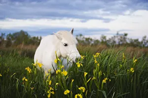 Spermatophytes: White Camargue horse feeding on yellow iris Camargue France