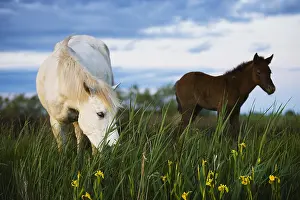 Spermatophytes: White Camargue horse feeding on yellow iris Camargue France