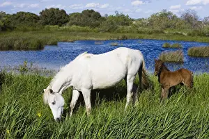 Camarguais: White Camargue horse with foal Camargue France